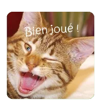 chat qui fait un clin d'oeil